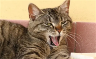 主人一走猫就哀嚎是怎么回事