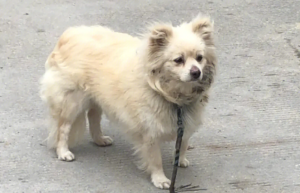 上海流浪犬有了新归宿 呼吁市民养犬勿遗弃
