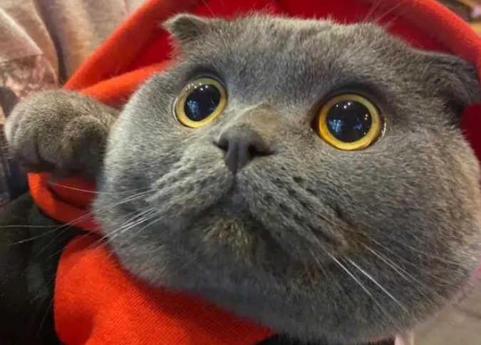蓝猫名字大全可爱 蓝猫名字大全可爱
