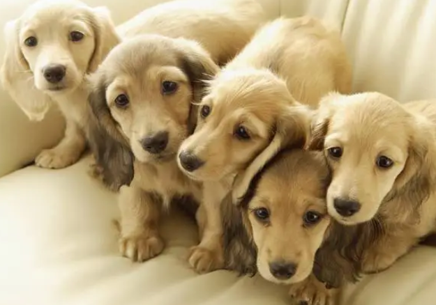 受困3天2夜，泰国3名青少年跟着狗狗走出山林获救