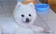 千万别养银狐犬