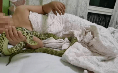 将蛇养为宠物，河北一10岁男孩和1.7米菜花蛇同床玩耍，不怕蛇？