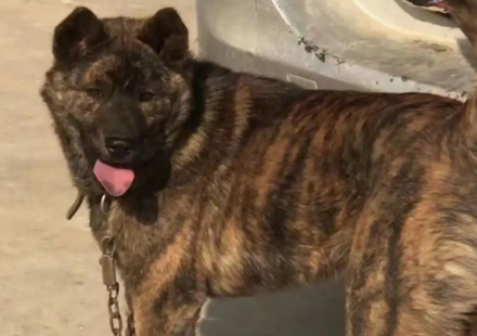 没人要的田园虎斑犬被领养到国外，一段时间后，它竟然成了一个小明星！ 