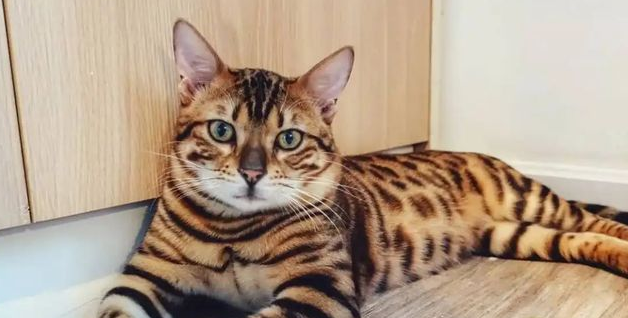 不纯豹猫的特征