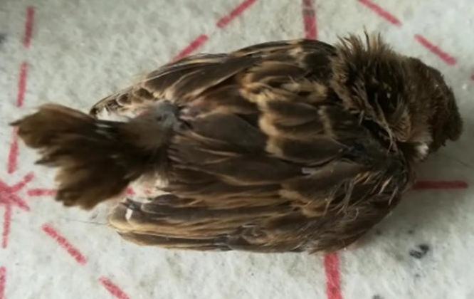 小鸟吃蛋黄多了会死吗