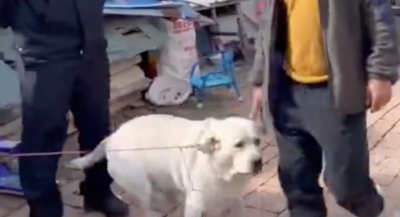 拉布拉多迷路了,跑到了一家洗车店里蹭吃蹭喝,老板:它太能吃了 拉布拉多迷路了,跑到了一家洗车店里蹭吃蹭喝,老板:它太能吃了