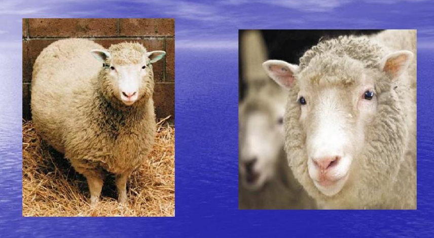 宠物不是“物”,岂能随意克隆 宠物不是“物”,岂能随意克隆