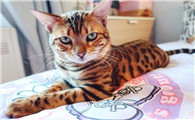 亚洲豹纹猫和孟加拉豹猫的区别