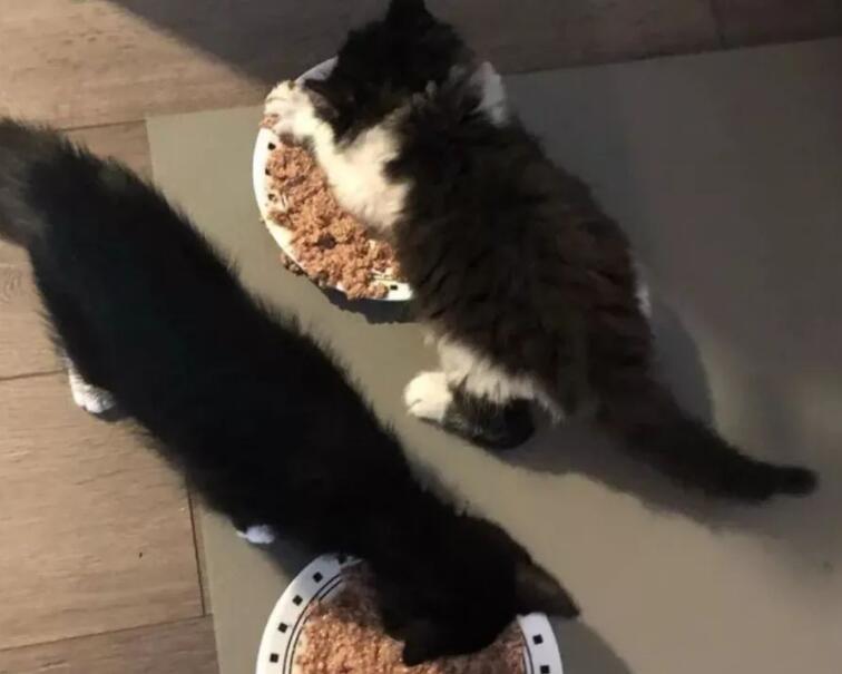 大胃王猫猫为什么干吃不胖 大胃王猫猫为什么干吃不胖