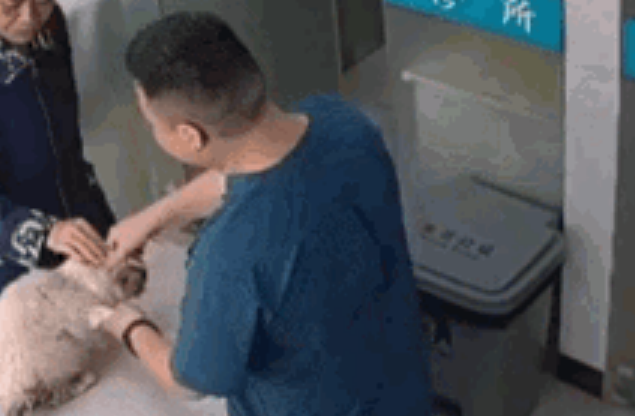 布偶猫被遗弃后自己去医院求助:“麻烦救救我!” 布偶猫被遗弃后自己去医院求助:“麻烦救救我!”
