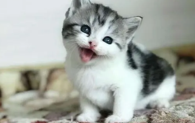 虎斑猫取名字公霸气可爱