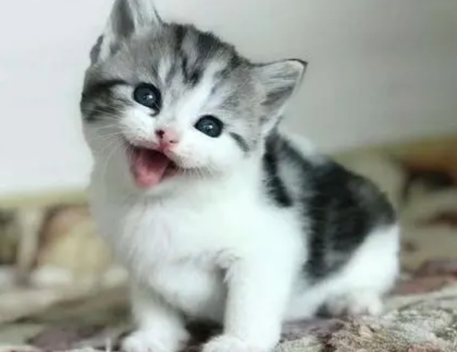 金虎斑猫是什么品种