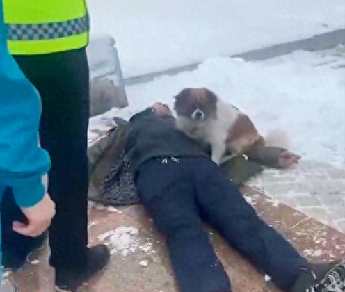 主人晕倒后狗狗寸步不离守在他身边，警察来赶它都不走，太忠诚了