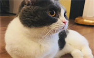 肖战的猫坚果是什么品种