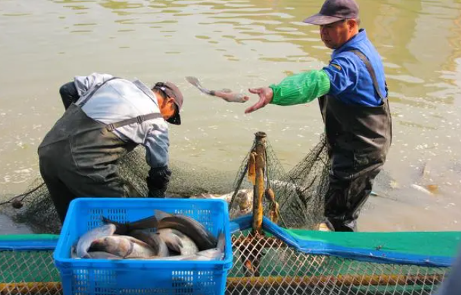 欢天喜地，学校捕捞节收获2000多斤鱼”