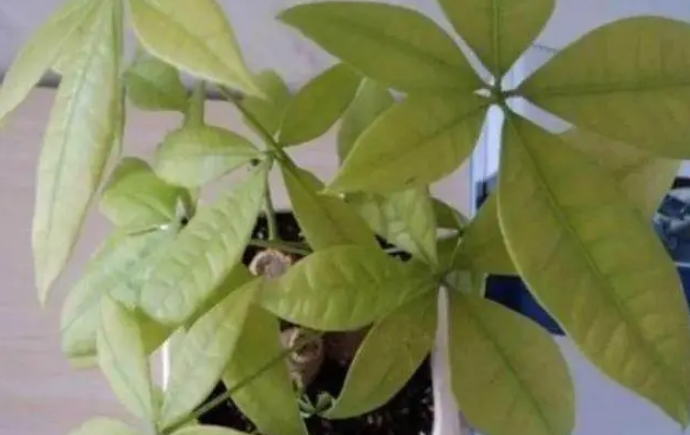 植物叶子发黄缺什么 植物叶子发黄缺什么