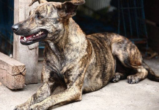 中华虎斑犬多少钱一只