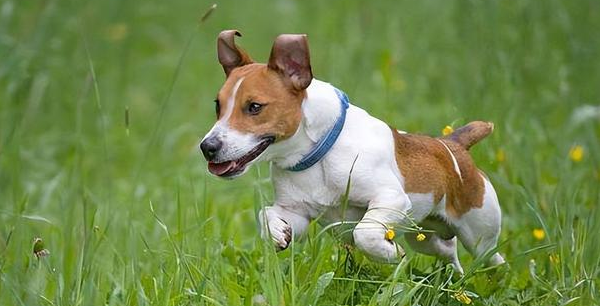 混血的太仓猎犬，视主人的命令高于一切