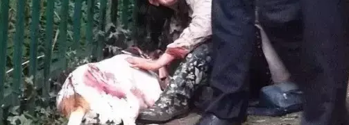 美斗和邻居的狗打架被对方主人猛刺致死 美斗和邻居的狗打架被对方主人猛刺致死