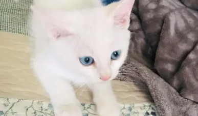 蓝眼睛的猫有哪些品种图片 蓝眼睛的猫有哪些品种图片