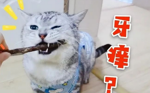 养猫久了才明白，它“假咬”你，不是在跟你玩 