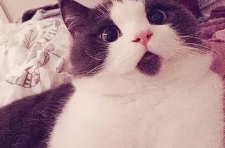 惊讶猫辟谣:我为什么惊讶? 惊讶猫辟谣:我为什么惊讶?