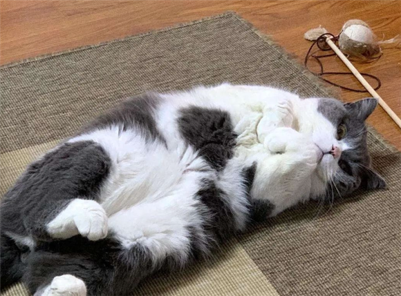 不能把猫“神圣化”,养猫一定要慎重,害处真不少! 不能把猫“神圣化”,养猫一定要慎重,害处真不少!