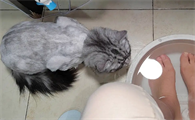 主人洗脚为什么猫守着