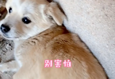 猫咪总把狗揍得邦邦响,最后为救狗子失去生命… 猫咪总把狗揍得邦邦响,最后为救狗子失去生命…