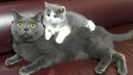 小奶猫刚到家,就趴在蓝猫背上不愿下来,蓝猫的表情亮了 小奶猫刚到家,就趴在蓝猫背上不愿下来,蓝猫的表情亮了