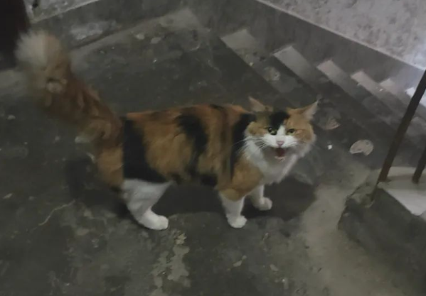 网友投喂流浪三花猫后，获猫咪每日接送上下班，这是遇上了传说中的猫猫侠？