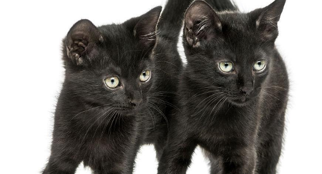家养两黑猫，却是两种不同性格，比如玩个逗猫棒的时候！