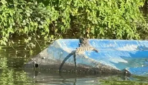 海口红城湖公园疑似出现鳄鱼?相关部门已介入调查 海口红城湖公园疑似出现鳄鱼?相关部门已介入调查
