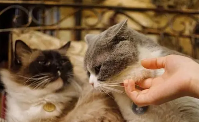 左手咖啡右手抱猫 宠物餐厅卫生风险谁来监管？