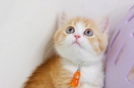 矮脚猫像驼背是正常的吗