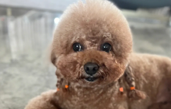 泰迪犬生活在老家,将它抱回来后洗了个澡,才发现它那么漂亮 泰迪犬生活在老家,将它抱回来后洗了个澡,才发现它那么漂亮