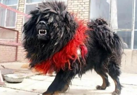 藏獒之王--鬼獒,世界上最凶猛的狗,没有之一 藏獒之王--鬼獒,世界上最凶猛的狗,没有之一