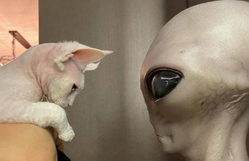浙江外星猫待遇