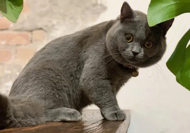蓝猫会一直脱毛吗