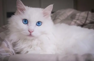 蓝眼睛的猫好不好 蓝眼睛的猫好不好