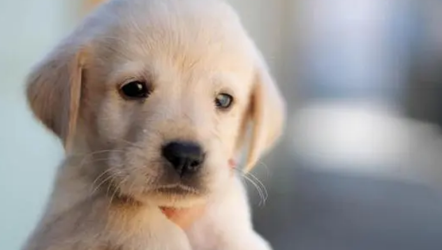 怎么让幼犬晚上不叫