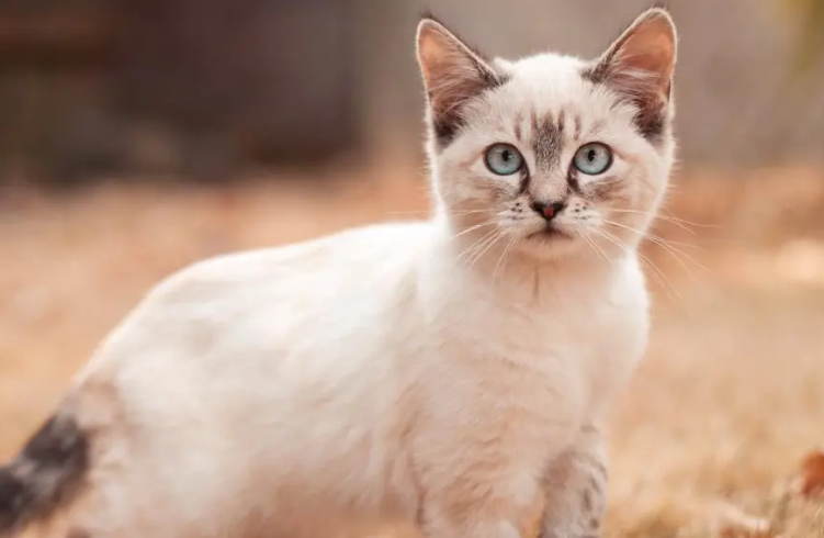 40多万粉丝网红偷猫虐猫，顶着爱猫人士名号，虐猫比十大酷刑还残忍