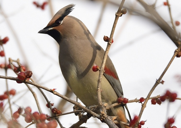 科普小课堂:鸟类科普之小太平鸟