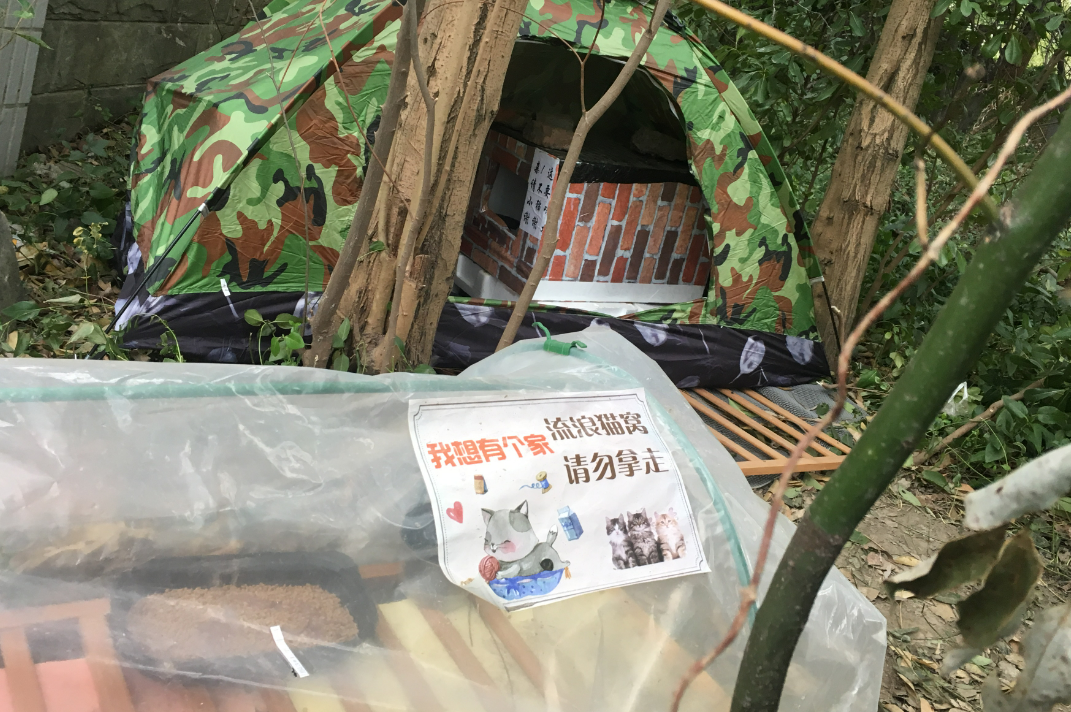 善待流浪猫,就是善待人类自己 善待流浪猫,就是善待人类自己