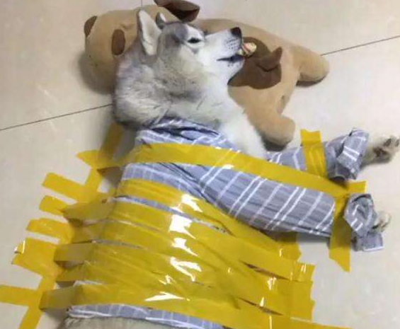 网友为教训犯错的二哈，将它用胶带粘在地上，二哈一脸的生无可恋！ 