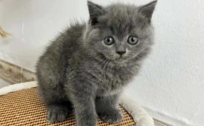 英短蓝猫返祖图片