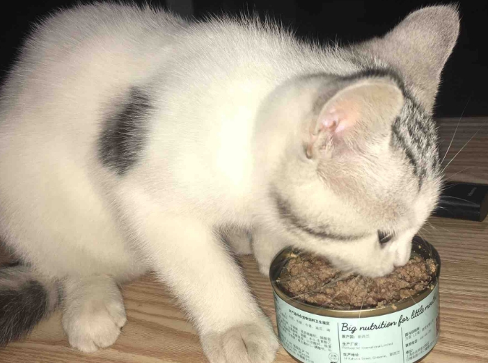 爱娣iti猫罐头好不好?一文告诉你 爱娣iti猫罐头好不好?一文告诉你
