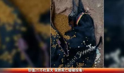 投毒疑云:25万杜宾犬疑似被毒身亡 查询监控竟然发现。。。 投毒疑云:25万杜宾犬疑似被毒身亡 查询监控竟然发现。。。