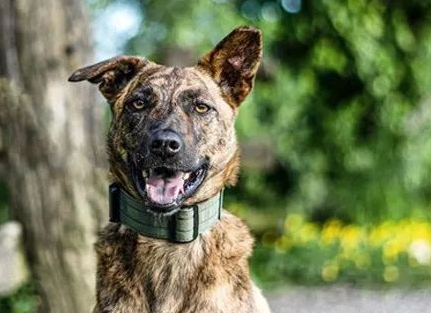 田园虎斑犬被领养到国外,竟然成了一个明星? 田园虎斑犬被领养到国外,竟然成了一个明星?