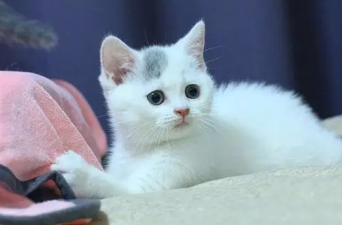 深蓝色的猫是聋子吗
